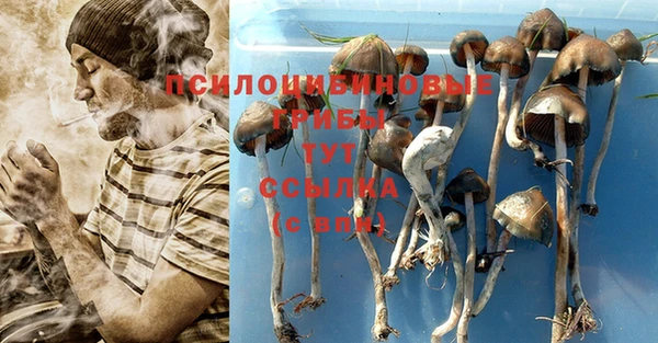 прущие грибы Нягань