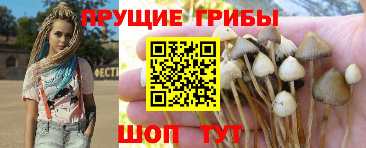 Ливны  хочу   Вход с VPN  Галлюциногенные грибы GOLDEN TEACHER 
